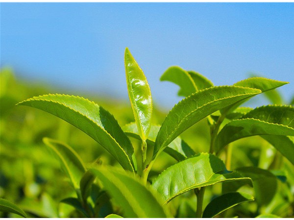 茶葉的采摘技術(shù)，較佳種植時(shí)間？